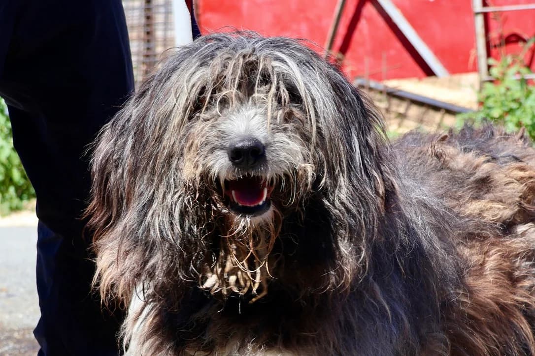 Milly, female 4yo Mixed Breed for adoption at Ein Herz für Streuner e.V., München