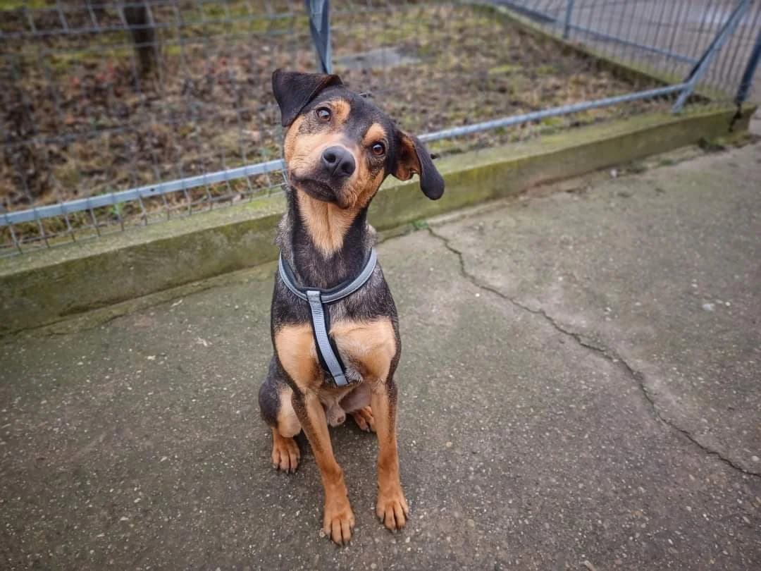 Milo, male young Mixed Breed for adoption at Ein Herz für Streuner e.V., München