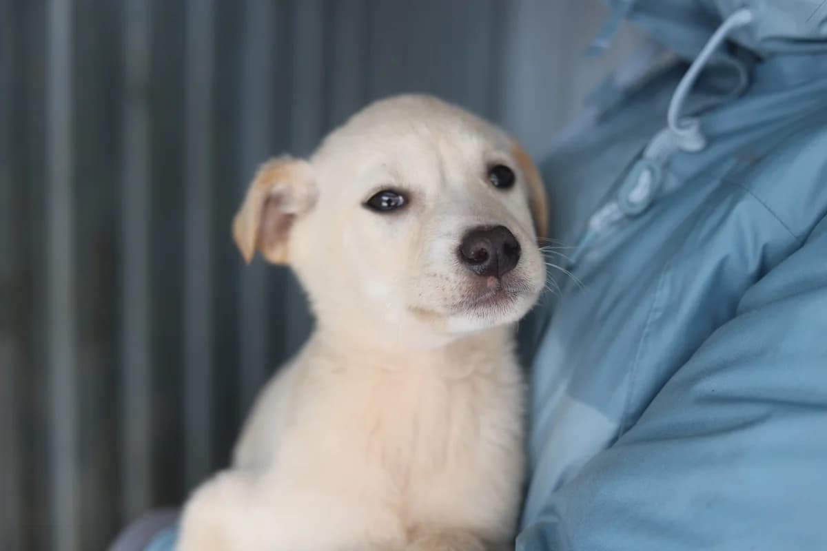 Milou, male puppy Mixed Breed for adoption at Ein Herz für Streuner e.V., München