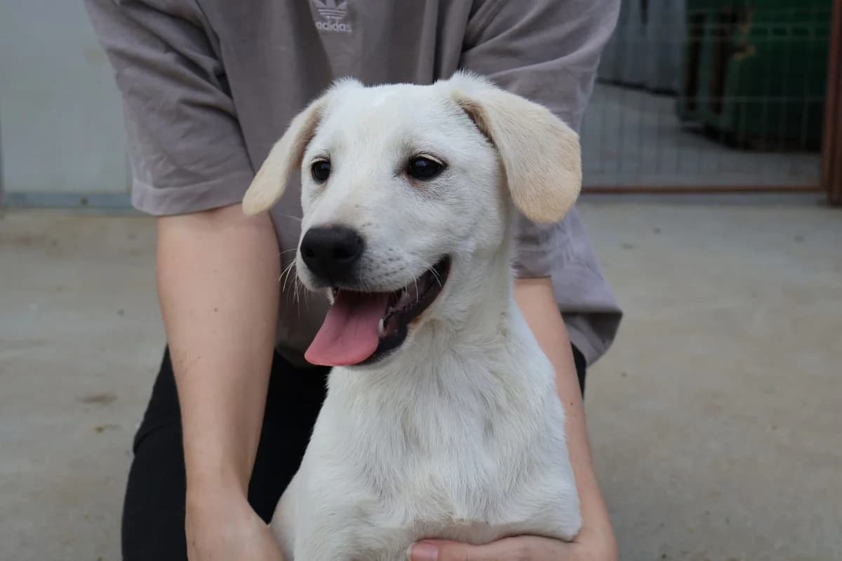 Milow, female puppy Mixed Breed for adoption at Ein Herz für Streuner e.V., München
