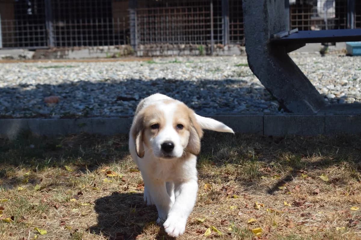 Milow, male puppy Mixed Breed for adoption at Ein Herz für Streuner e.V., München