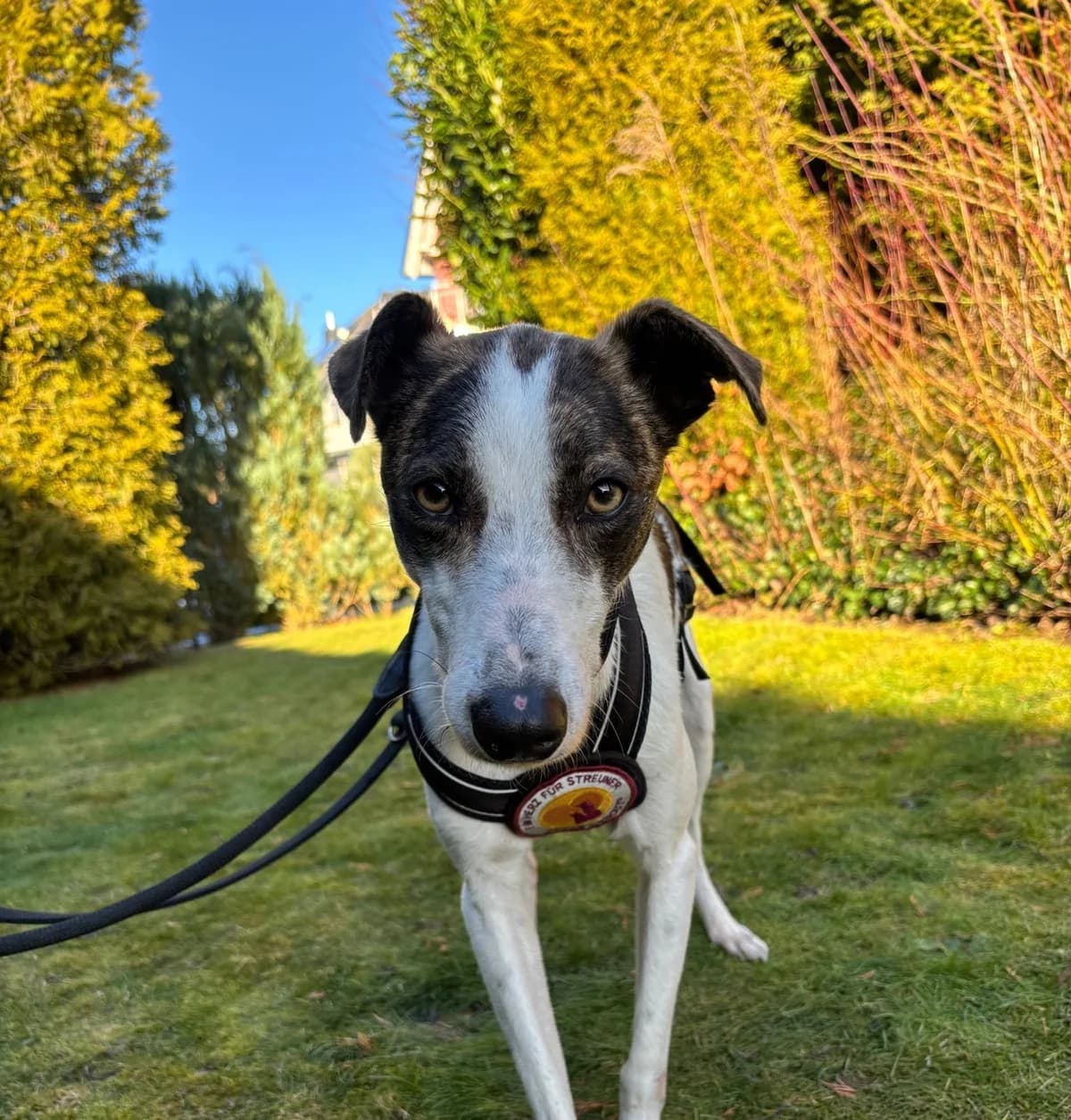 Milow, dunkelbraun male 3yo Mixed Breed for adoption at Ein Herz für Streuner e.V., München