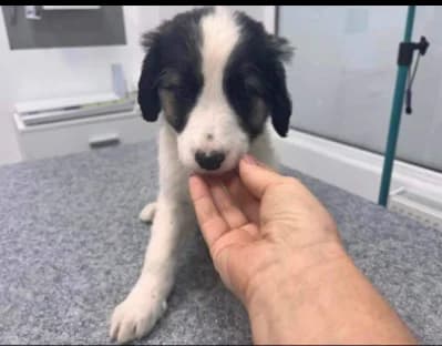 Miluw, puppy Mixed Breed for adoption at Ein Herz für Streuner e.V., München