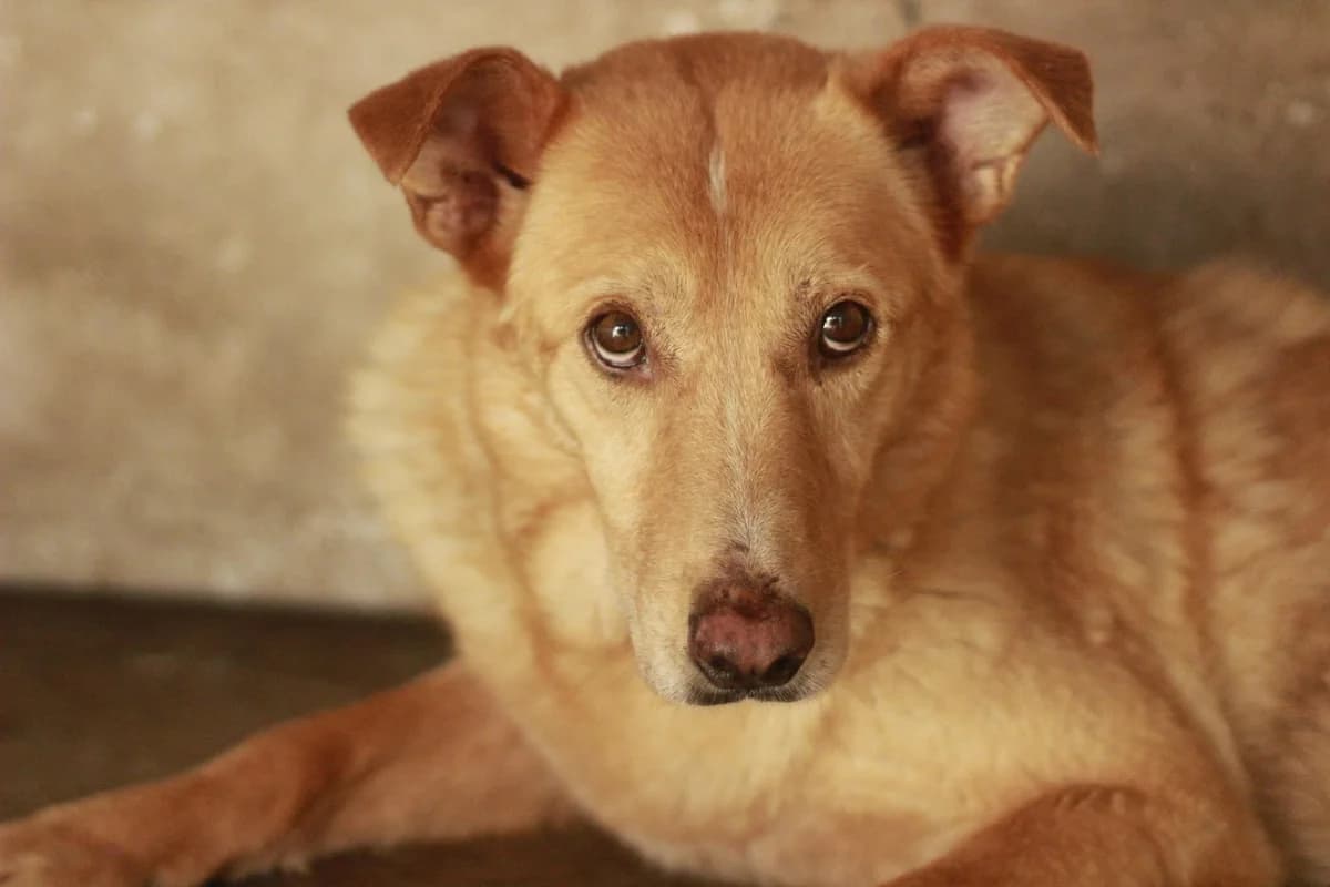 Mimi, female 3yo Mixed Breed for adoption at Ein Herz für Streuner e.V., München