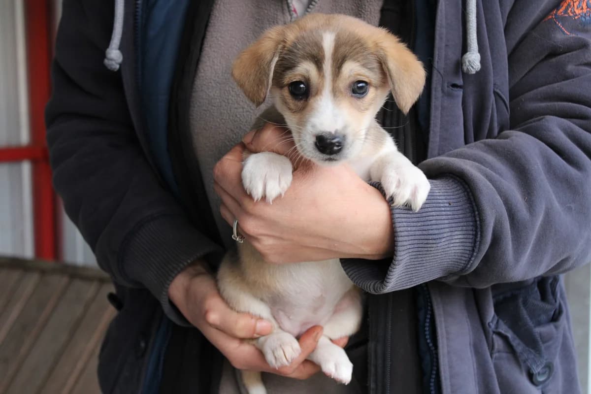 Mimmi, female puppy Mixed Breed for adoption at Ein Herz für Streuner e.V., München