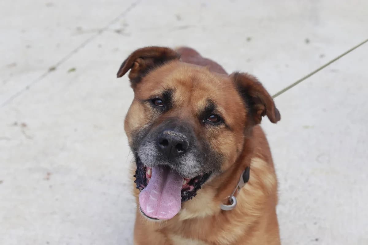 Mimmo, weiß male 5yo Mixed Breed for adoption at Ein Herz für Streuner e.V., München