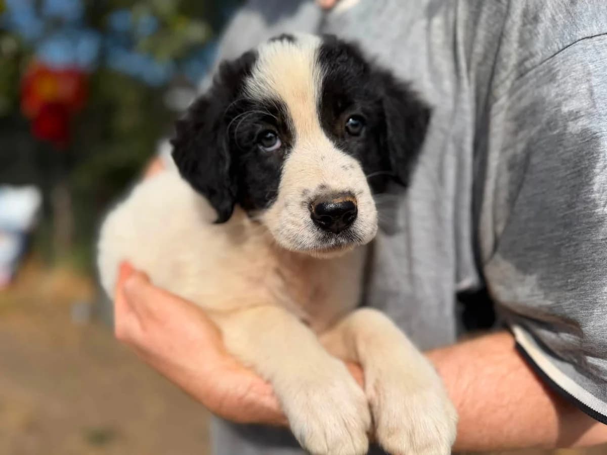 Mimosa, female puppy Mixed Breed for adoption at Ein Herz für Streuner e.V., München