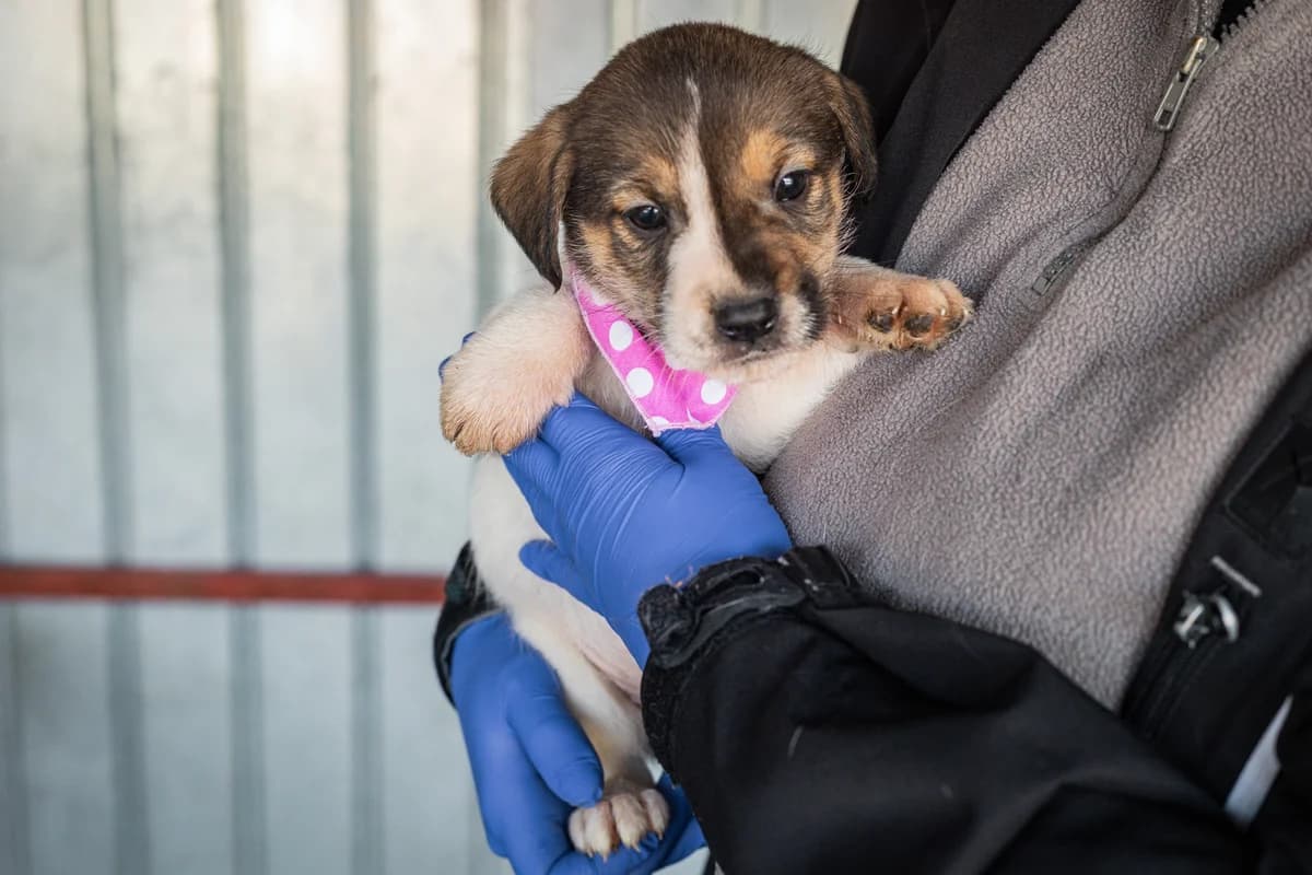 Mina, female puppy Mixed Breed for adoption at Ein Herz für Streuner e.V., München