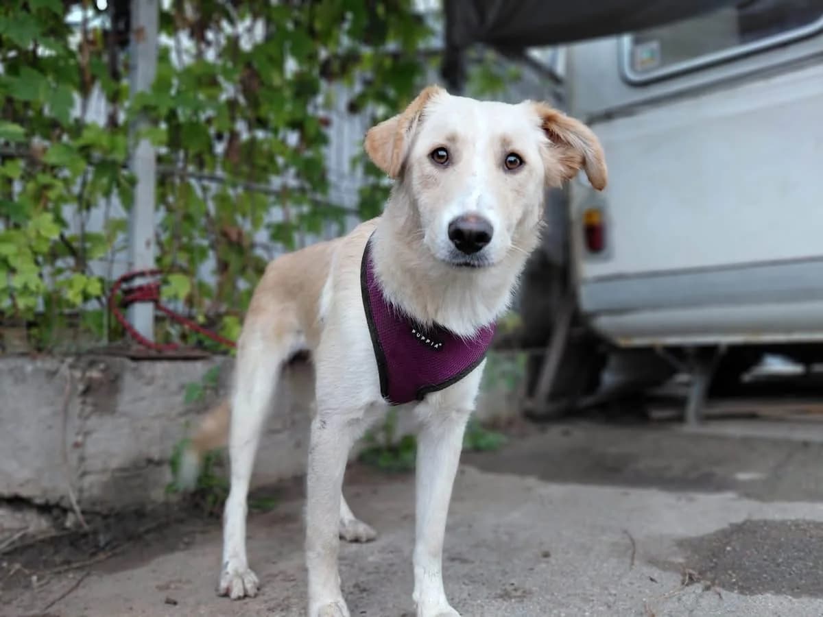 Mina, female young Mixed Breed for adoption at Ein Herz für Streuner e.V., München