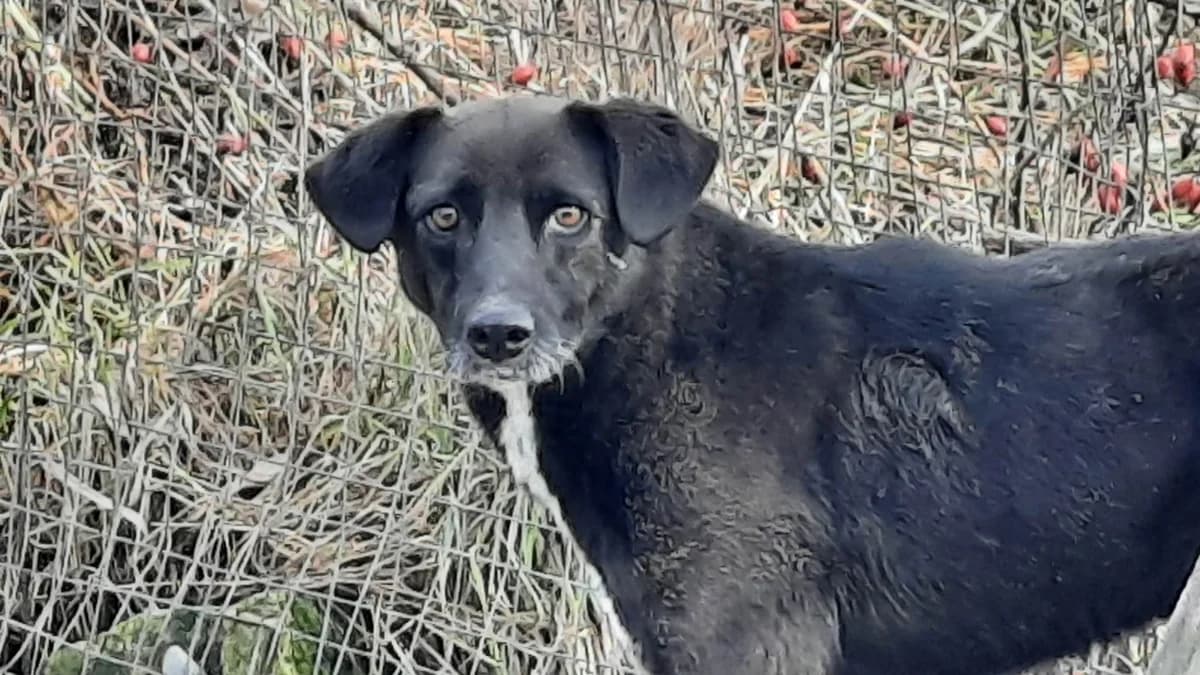 Mina, female senior Mixed Breed for adoption at Ein Herz für Streuner e.V., München
