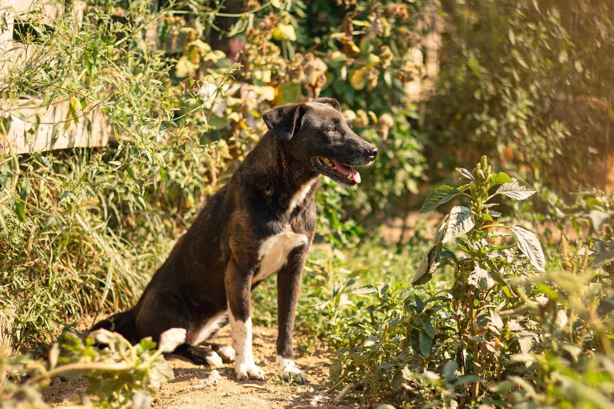 Mina, female senior Mixed Breed for adoption at Ein Herz für Streuner e.V., München