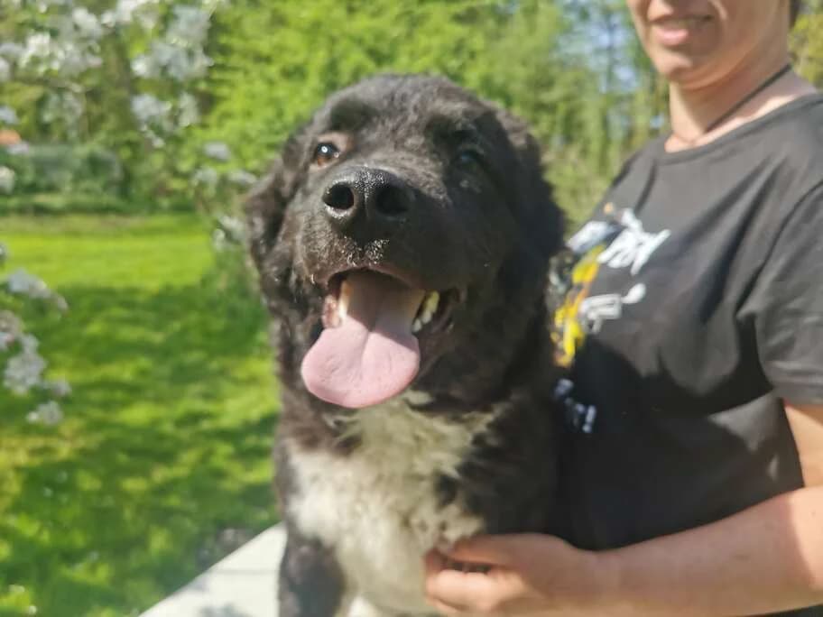 Minas, male puppy Mixed Breed for adoption at Ein Herz für Streuner e.V., München