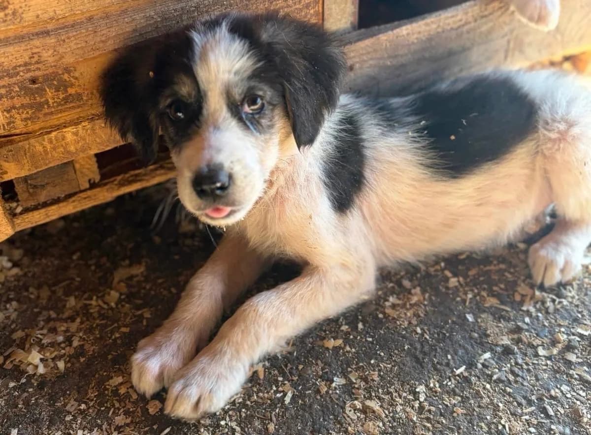 Mindy, schwarz female puppy Mixed Breed for adoption at Ein Herz für Streuner e.V., München