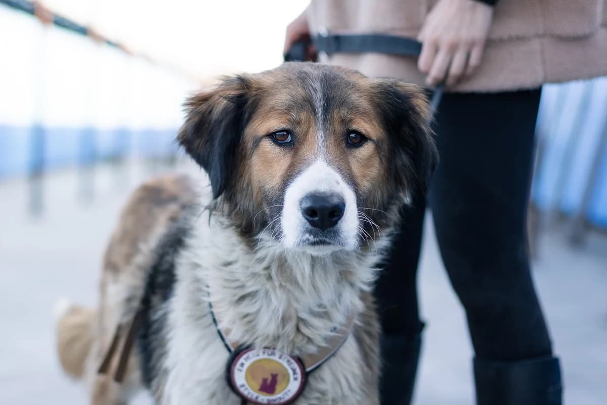 Minea, braun female 3yo Mixed Breed for adoption at Ein Herz für Streuner e.V., München