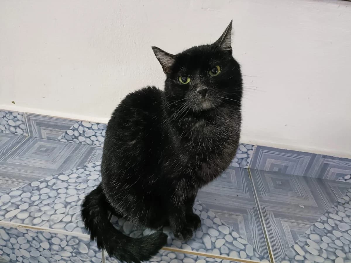Minerva, female 4yo Mixed Breed for adoption at Ein Herz für Streuner e.V., München