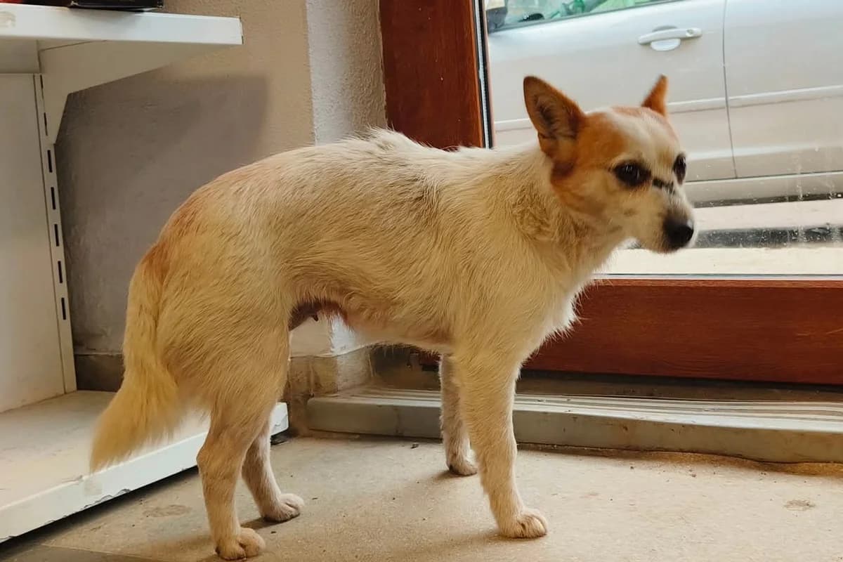 Minerva, female 5yo Mixed Breed for adoption at Ein Herz für Streuner e.V., München