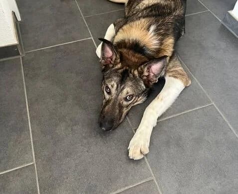 Mingo, male 5yo Mixed Breed for adoption at Ein Herz für Streuner e.V., München
