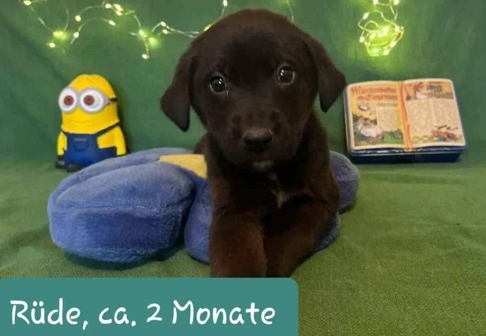 Minion, puppy Mixed Breed for adoption at Ein Herz für Streuner e.V., München