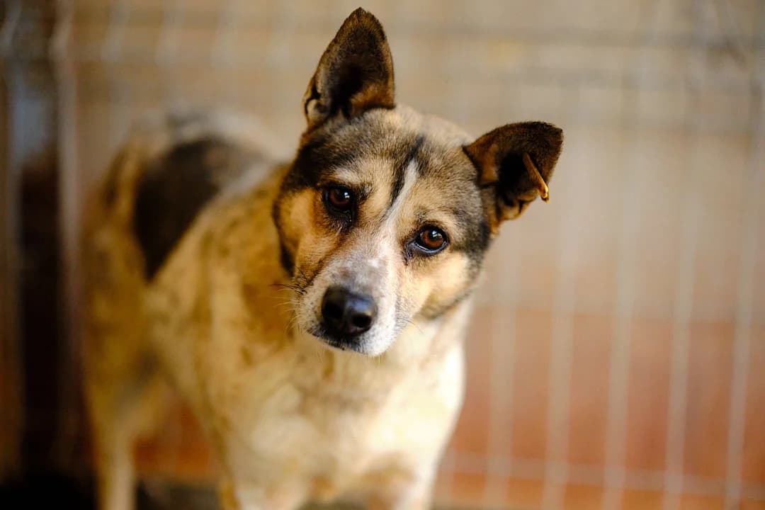 Minja, female senior Mixed Breed for adoption at Ein Herz für Streuner e.V., München