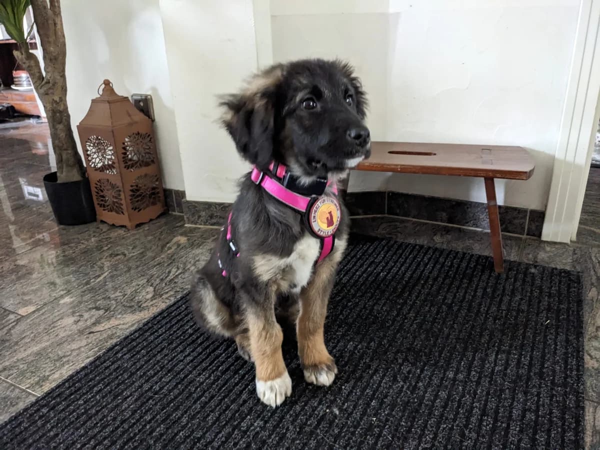 Minka, female puppy Mixed Breed for adoption at Ein Herz für Streuner e.V., München