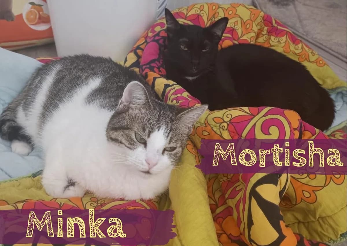 Minka&Mortisha, female 5yo Mixed Breed for adoption at Ein Herz für Streuner e.V., München