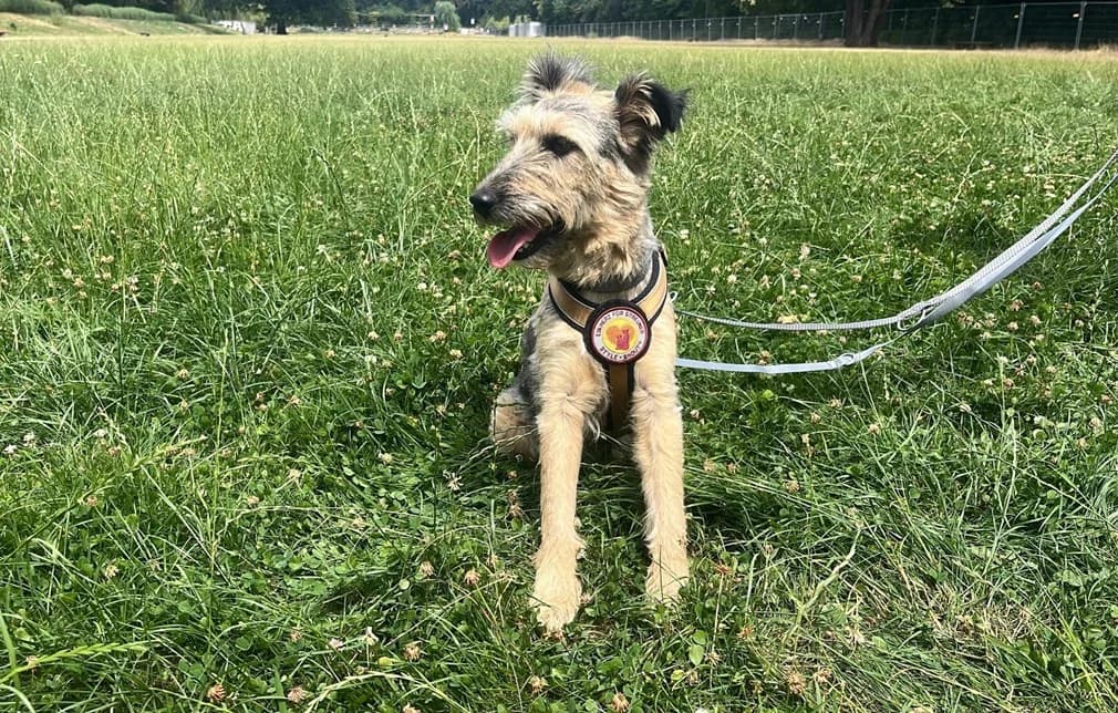 Minna, female 5yo Mixed Breed for adoption at Ein Herz für Streuner e.V., München