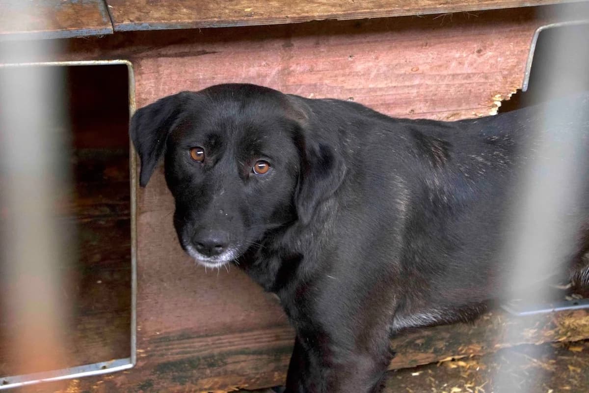 Minna, weiß female 5yo Mixed Breed for adoption at Ein Herz für Streuner e.V., München