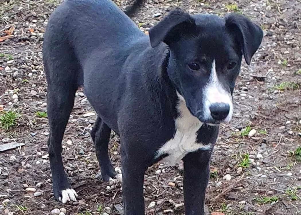 Minnie, female puppy Mixed Breed for adoption at Ein Herz für Streuner e.V., München