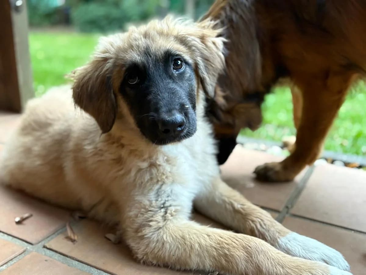 Minnie, female puppy Mixed Breed for adoption at Ein Herz für Streuner e.V., München