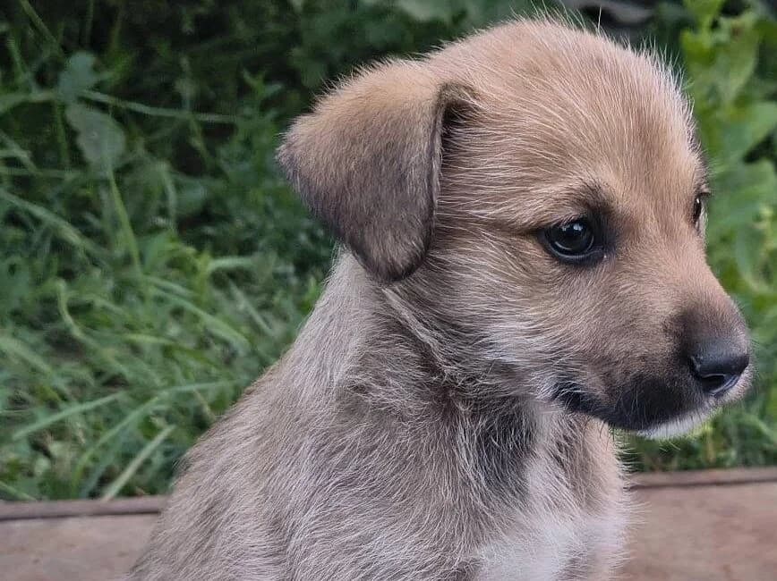 Minnie, female puppy Mixed Breed for adoption at Ein Herz für Streuner e.V., München