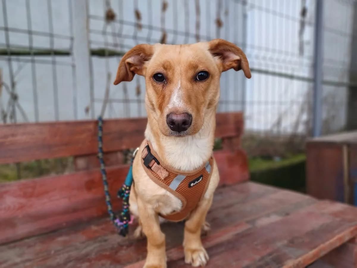 Minny, female puppy Mixed Breed for adoption at Ein Herz für Streuner e.V., München
