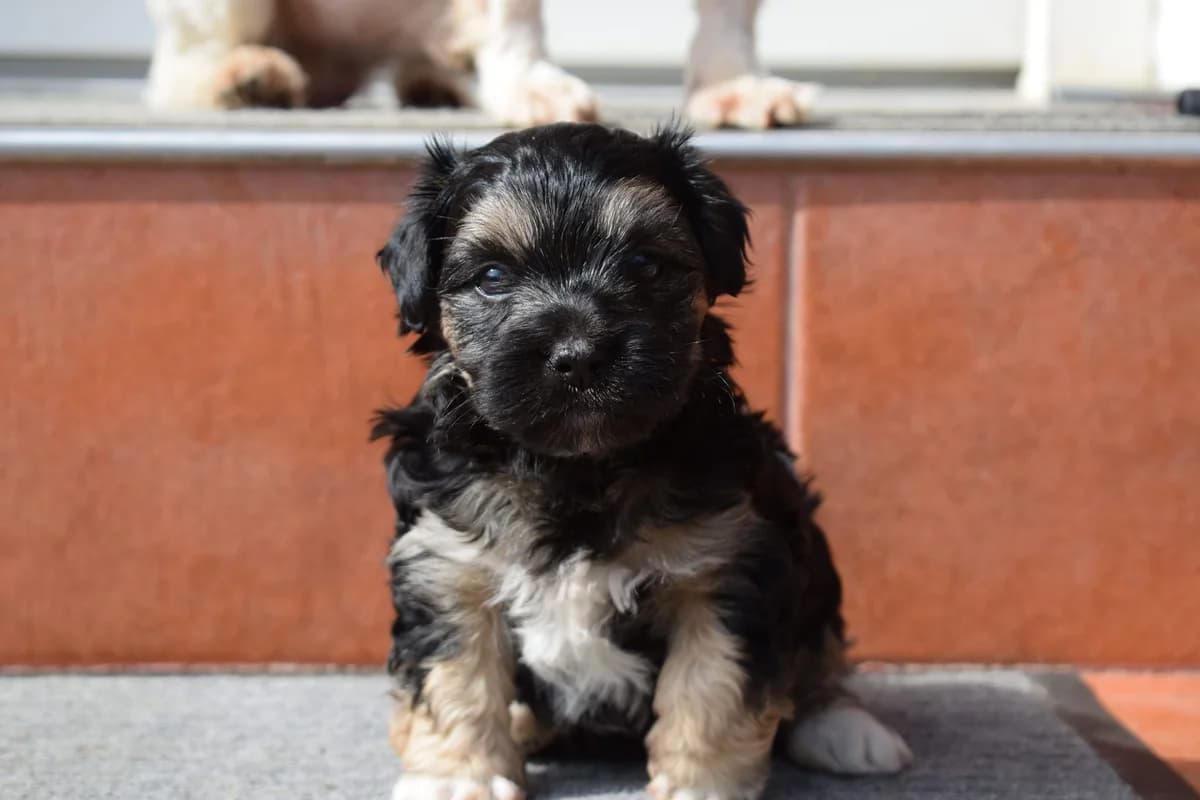 Minou, puppy Mixed Breed for adoption at Ein Herz für Streuner e.V., München