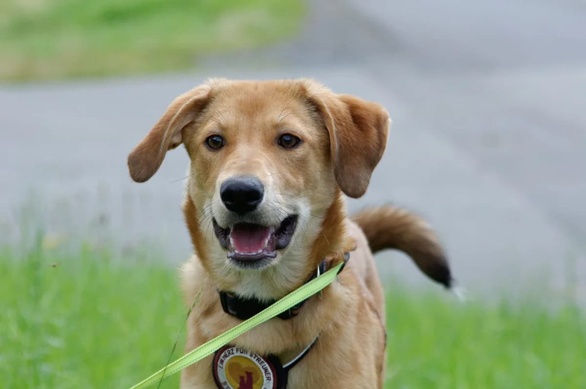 Minza, female puppy Mixed Breed for adoption at Ein Herz für Streuner e.V., München