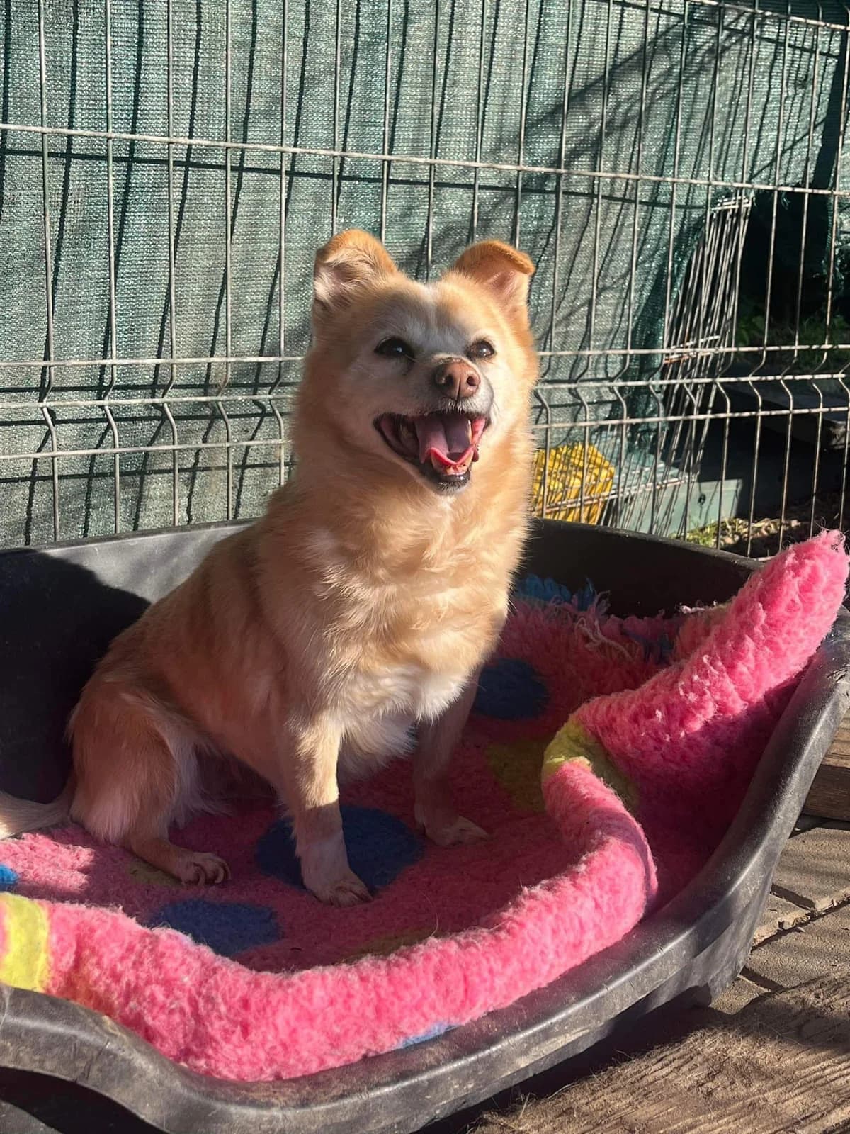 Minze, female senior Mixed Breed for adoption at Ein Herz für Streuner e.V., München