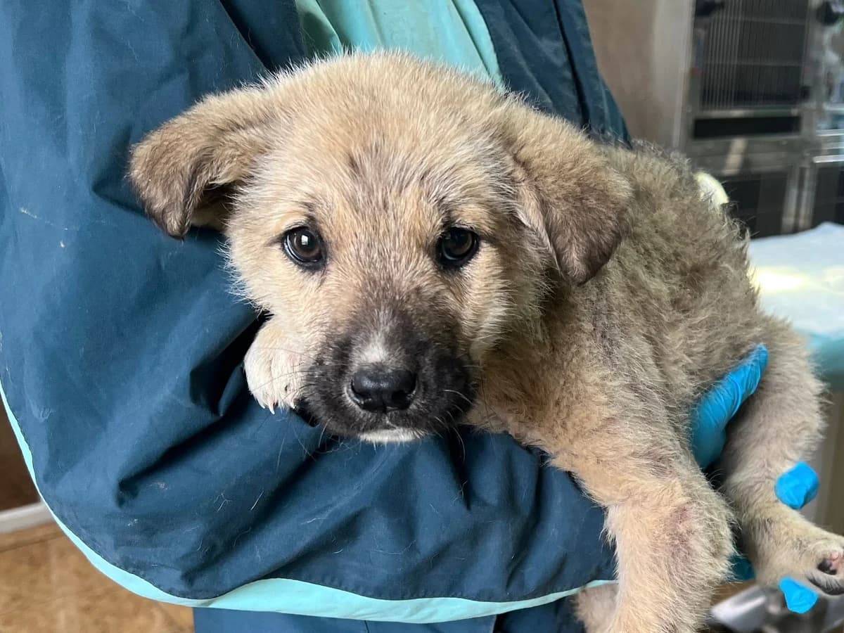 Mio, male puppy Mixed Breed for adoption at Ein Herz für Streuner e.V., München