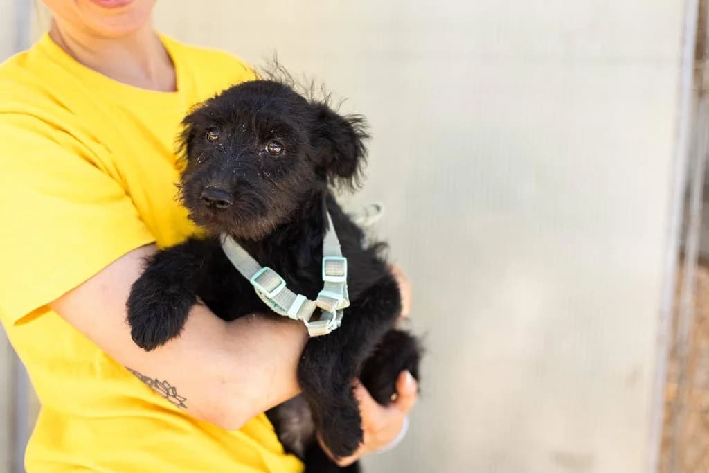 Mira, female puppy Mixed Breed for adoption at Ein Herz für Streuner e.V., München