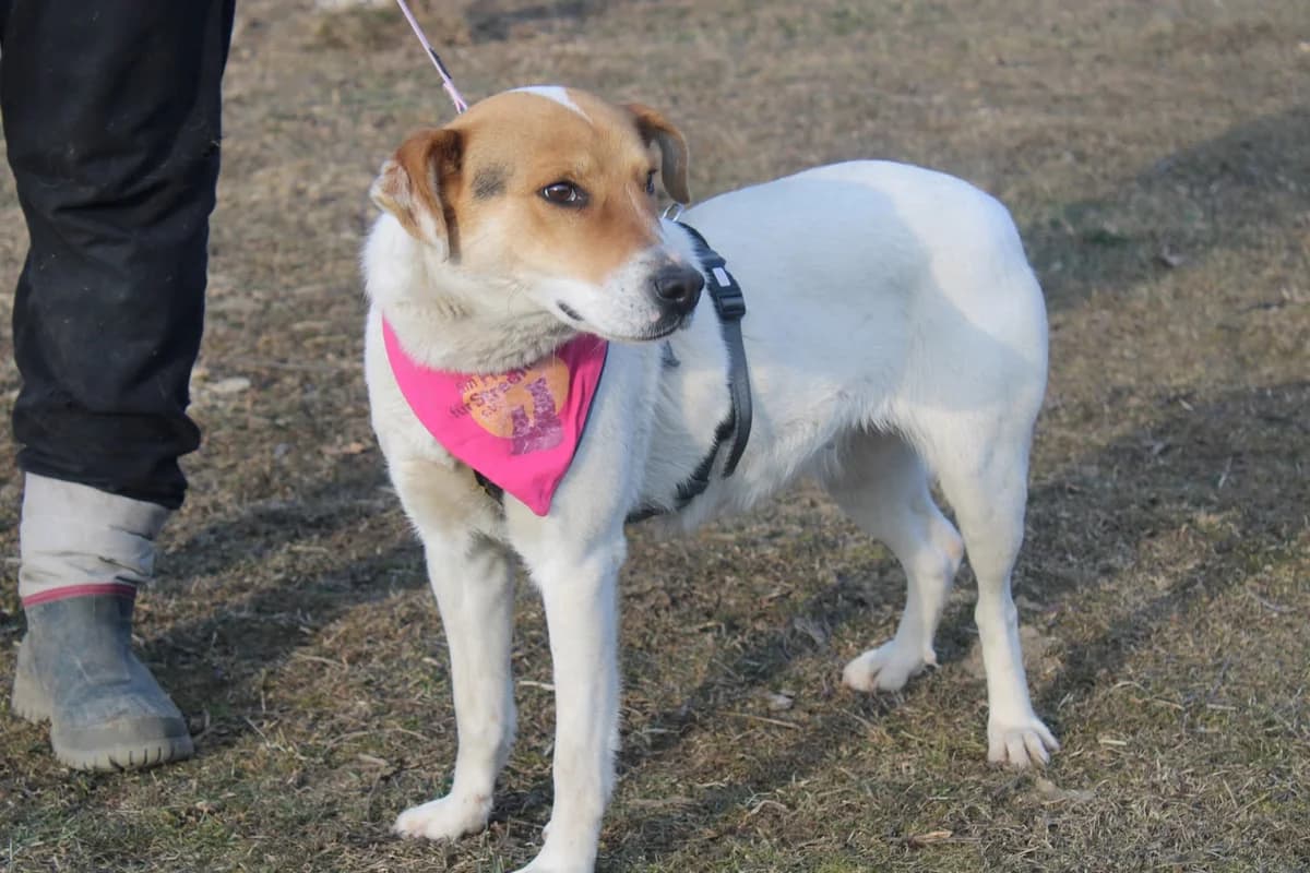 Mira, female young Mixed Breed for adoption at Ein Herz für Streuner e.V., München