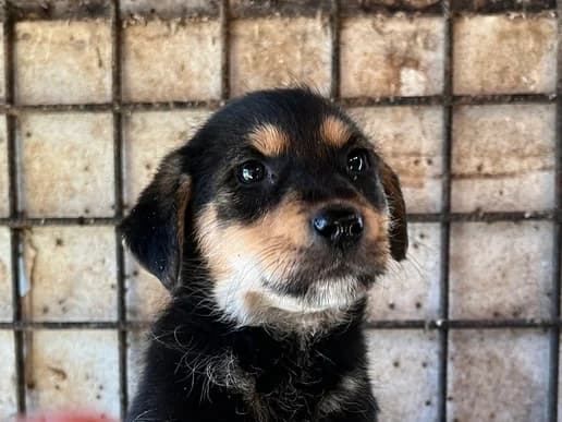 Mira, female puppy Mixed Breed for adoption at Ein Herz für Streuner e.V., München