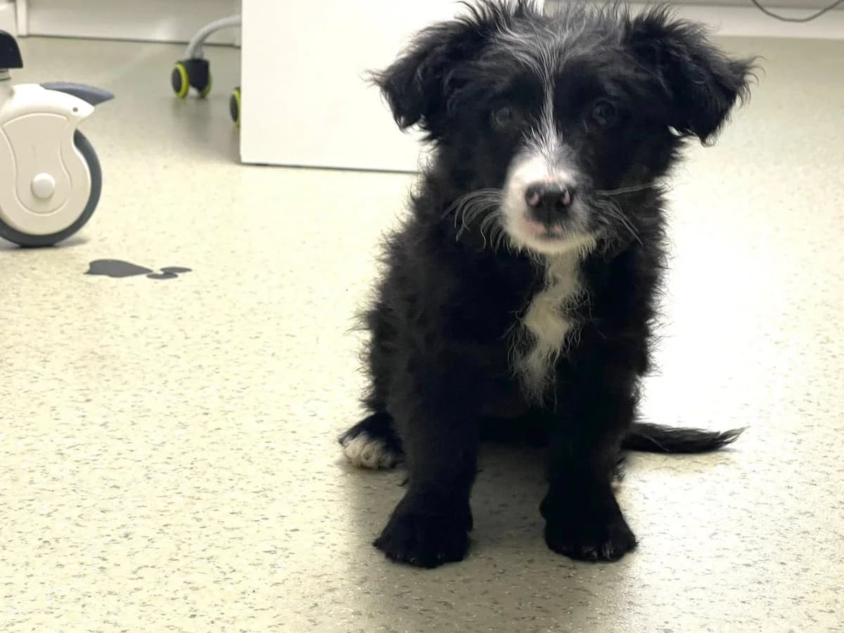 Mira, weiß female puppy Mixed Breed for adoption at Ein Herz für Streuner e.V., München