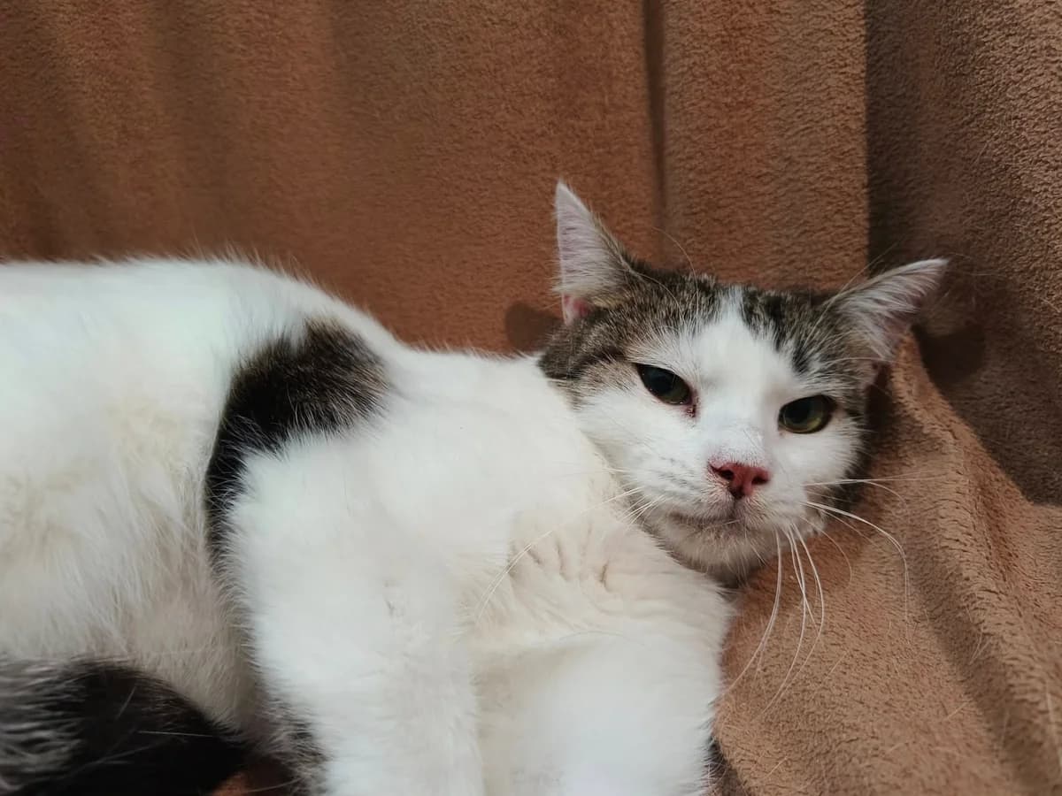 Mira, female 3yo Mixed Breed for adoption at Ein Herz für Streuner e.V., München