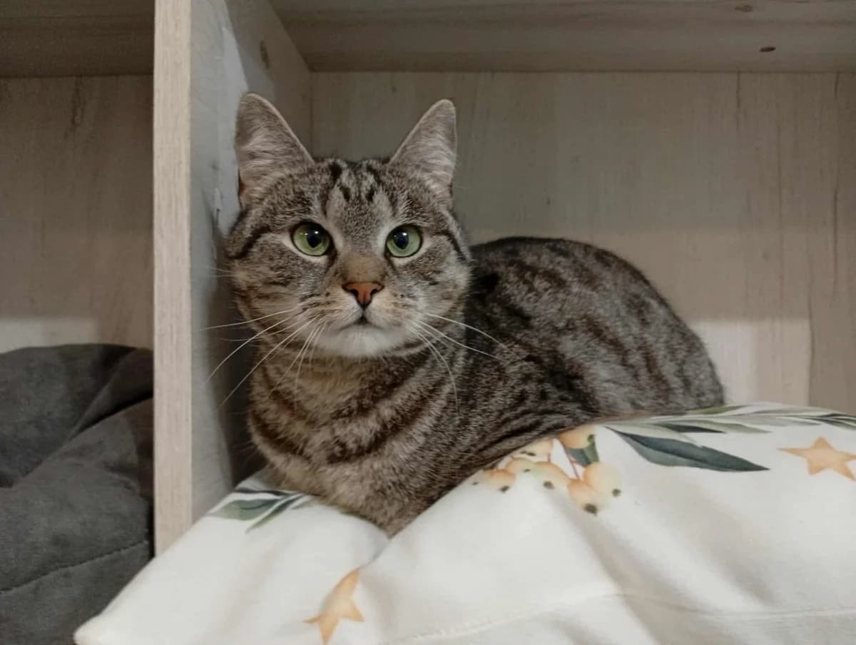 Mirabelle, female 5yo Mixed Breed for adoption at Ein Herz für Streuner e.V., München