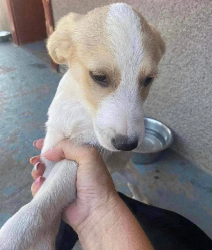 Miracle, puppy Mixed Breed for adoption at Ein Herz für Streuner e.V., München