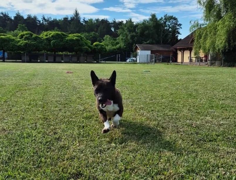 Miranda, female 5yo Mixed Breed for adoption at Ein Herz für Streuner e.V., München