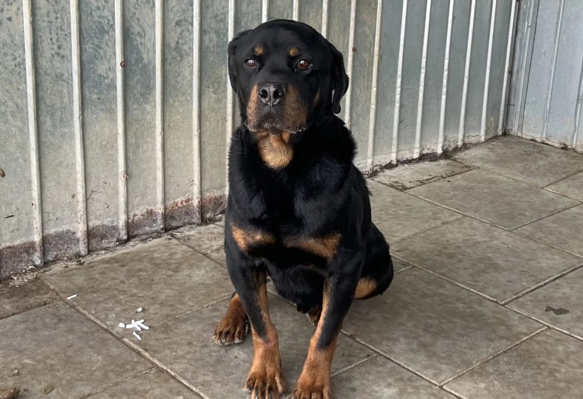 Mirca, male 7yo Mixed Breed for adoption at Ein Herz für Streuner e.V., München