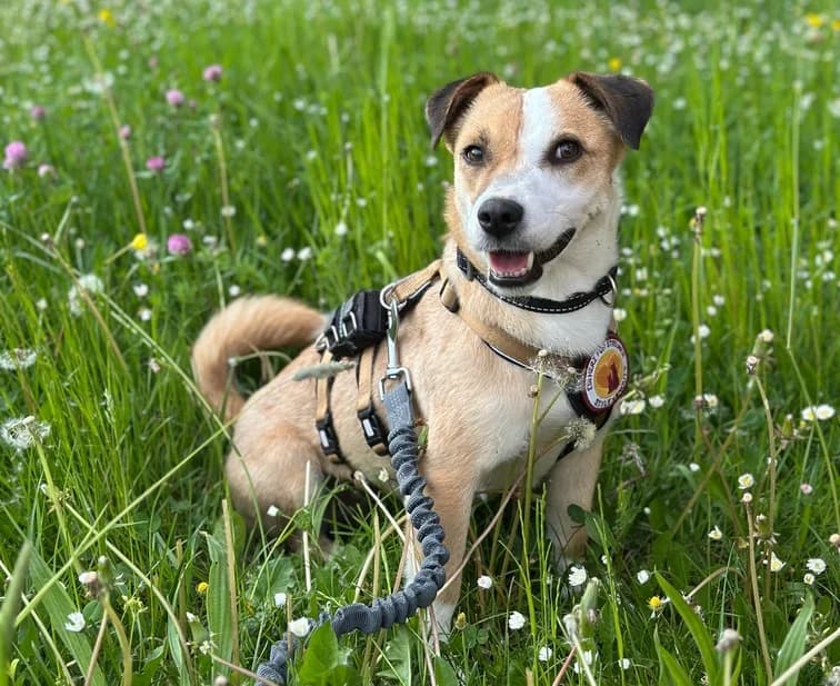 Mireille, female 3yo Mixed Breed for adoption at Ein Herz für Streuner e.V., München