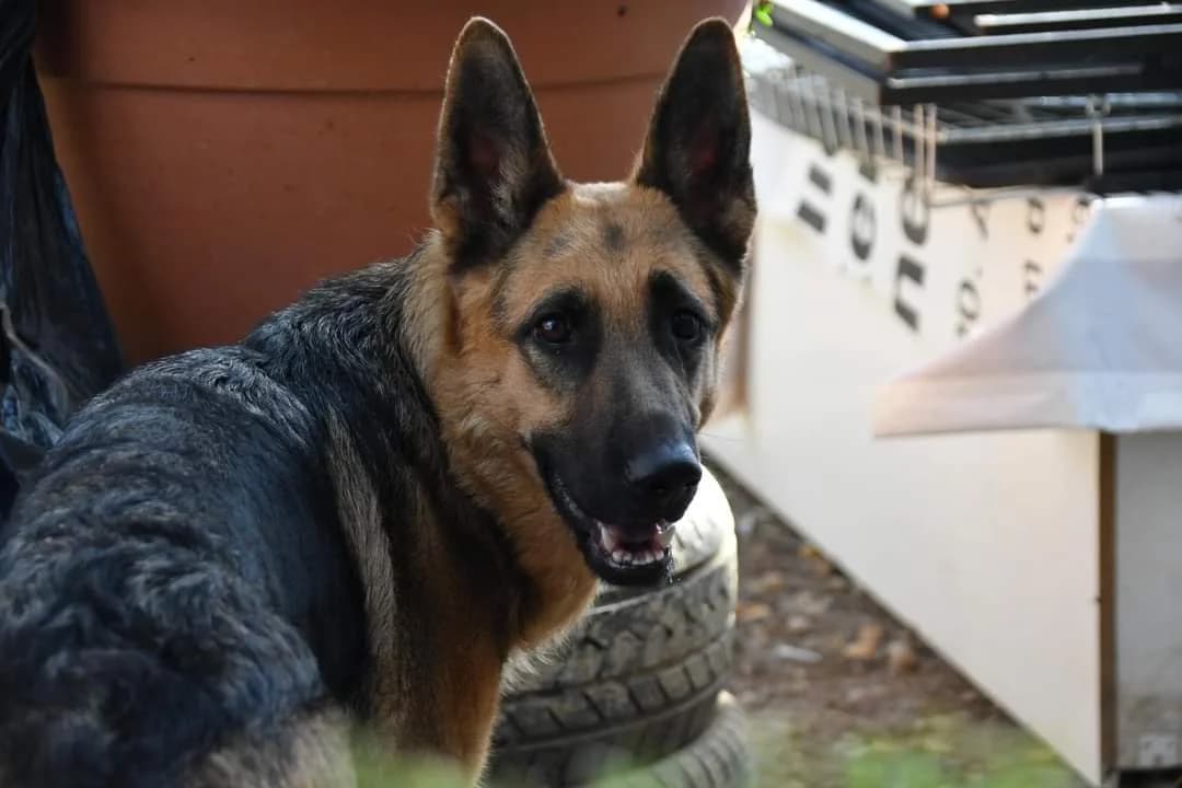 Mirica, beige female 5yo Mixed Breed for adoption at Ein Herz für Streuner e.V., München
