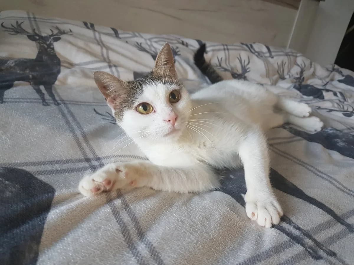 Miriel, female 3yo Mixed Breed for adoption at Ein Herz für Streuner e.V., München