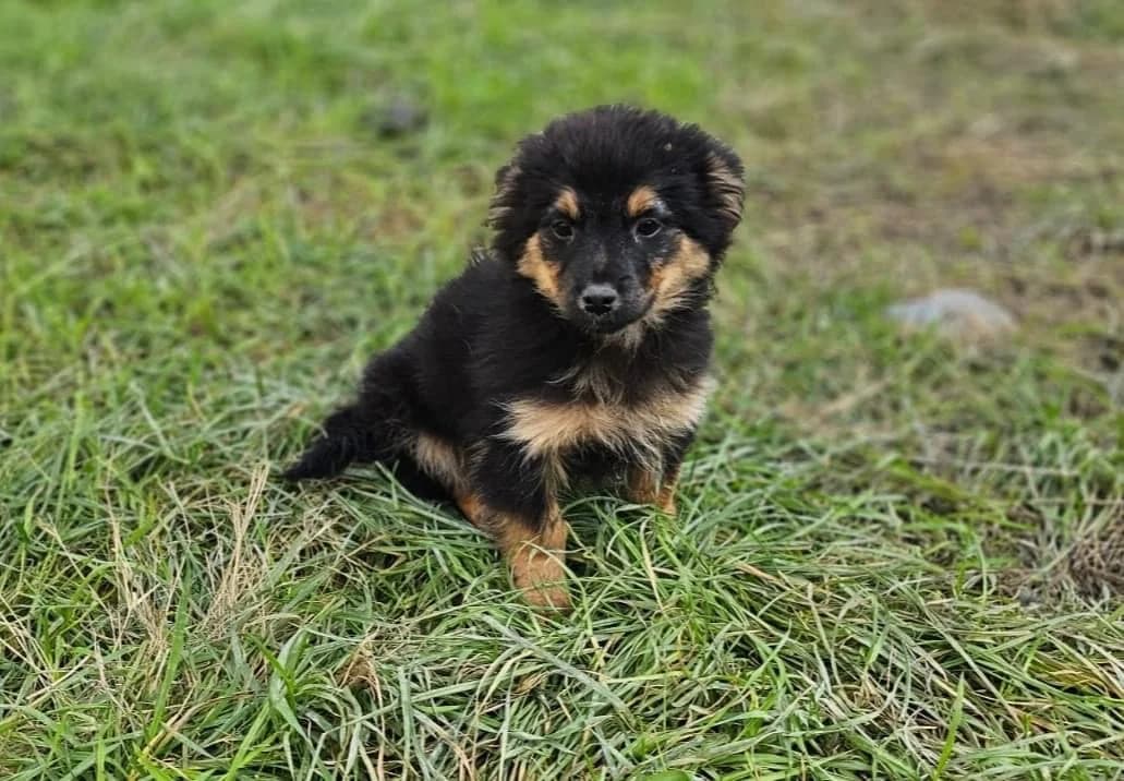 Miro, male puppy Mixed Breed for adoption at Ein Herz für Streuner e.V., München