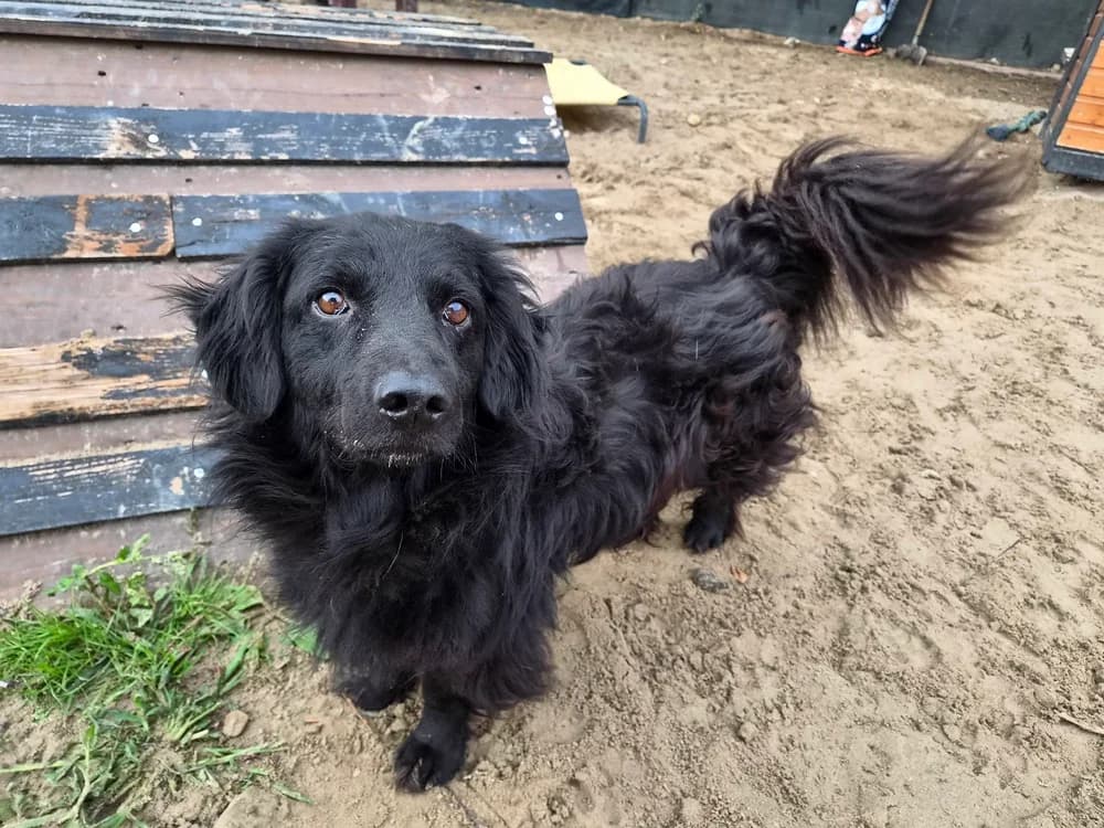 Miro, male young Mixed Breed for adoption at Ein Herz für Streuner e.V., München