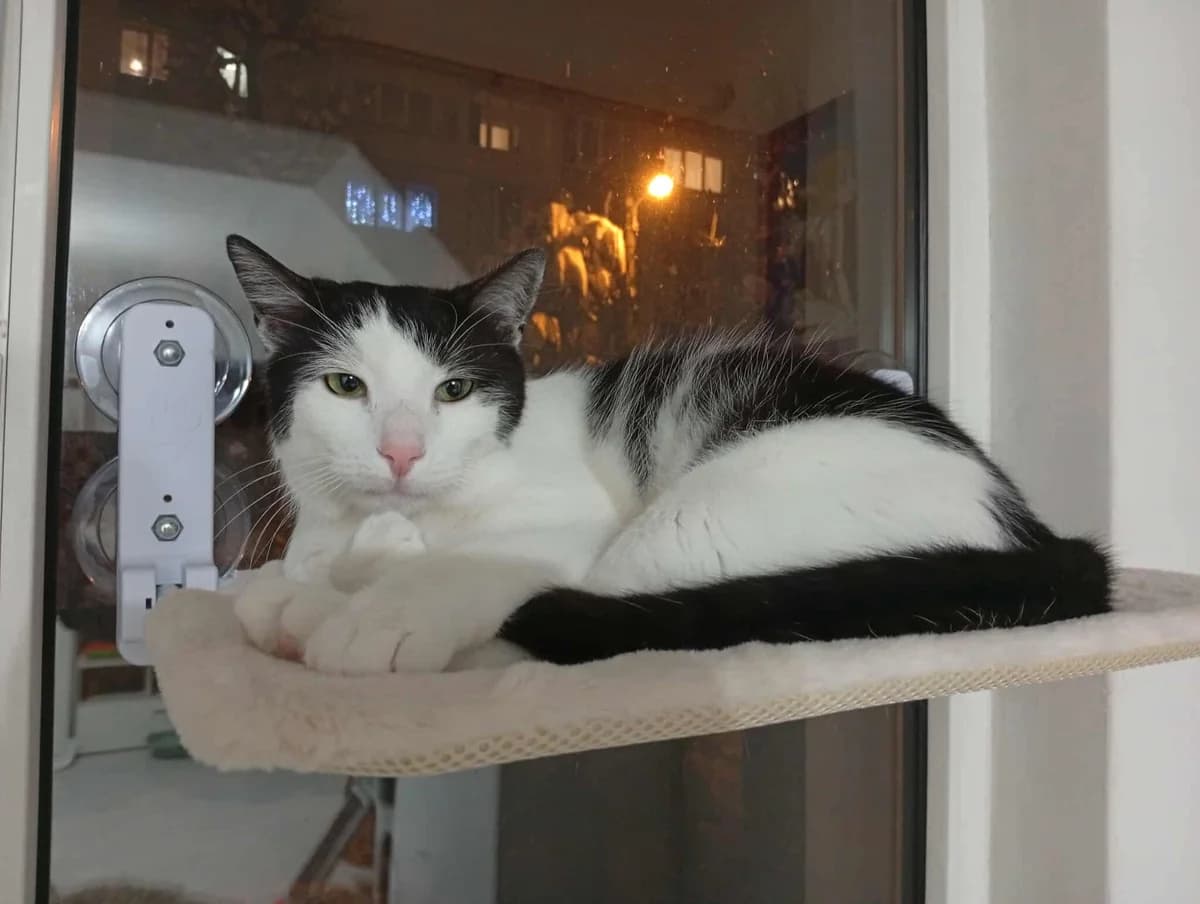 Miro, male 5yo Mixed Breed for adoption at Ein Herz für Streuner e.V., München